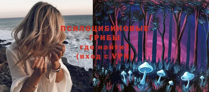 что такое   Бологое  Галлюциногенные грибы Cubensis 